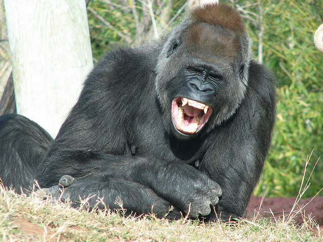 laughing-gorilla.jpg